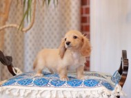 Kaninchen_Dachshund_8075 Kaninchen_Dachshund_8075