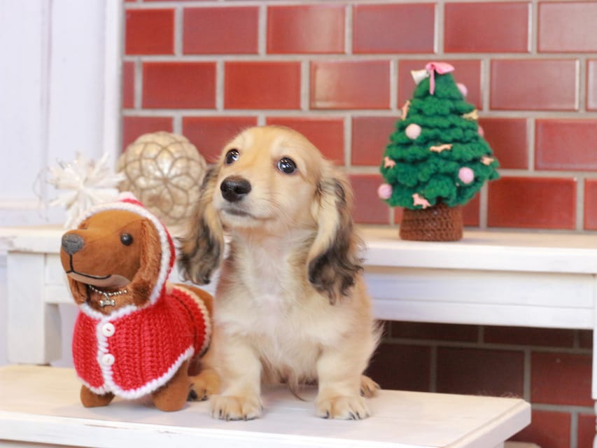 カニンヘンダックスフンド カメオ & ボノの子犬 イエロー 男の子Kaninchen_Dachshund_8080 カニンヘンダックスフンド カメオ & ボノの子犬 イエロー 男の子