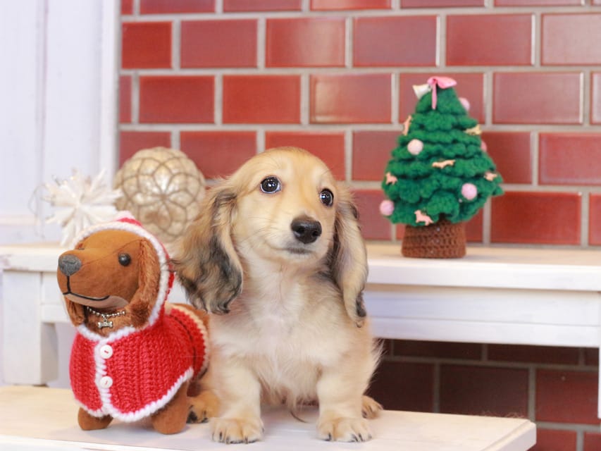 カニンヘンダックスフンド カメオ & ボノの子犬 イエロー 男の子Kaninchen_Dachshund_8082 カニンヘンダックスフンド カメオ & ボノの子犬 イエロー 男の子