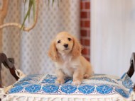 Kaninchen_Dachshund_8085 Kaninchen_Dachshund_8085