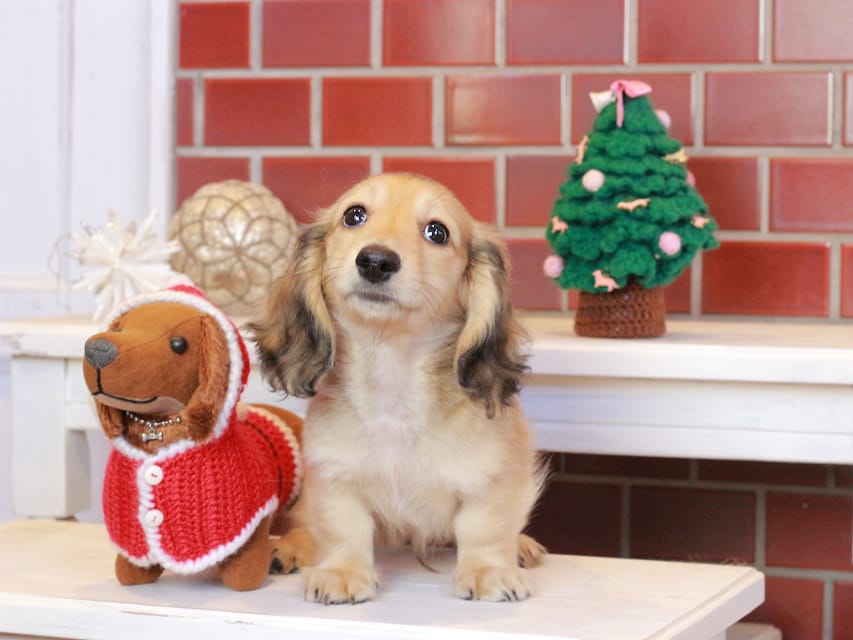 カニンヘンダックスフンド カメオ & ボノの子犬 イエロー 男の子Kaninchen_Dachshund_8085 カニンヘンダックスフンド カメオ & ボノの子犬 イエロー 男の子