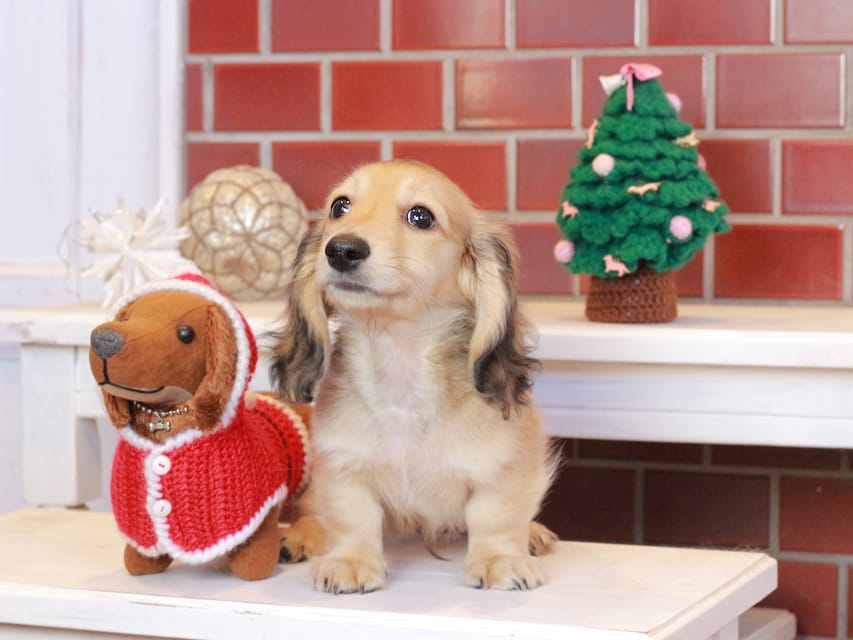 カニンヘンダックスフンド カメオ & ボノの子犬 イエロー 男の子Kaninchen_Dachshund_8086 カニンヘンダックスフンド カメオ & ボノの子犬 イエロー 男の子