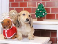 Kaninchen_Dachshund_8088