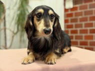 Kaninchen_Dachshund_809