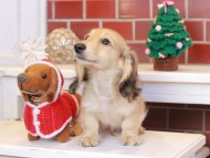 Kaninchen_Dachshund_8092 Kaninchen_Dachshund_8092