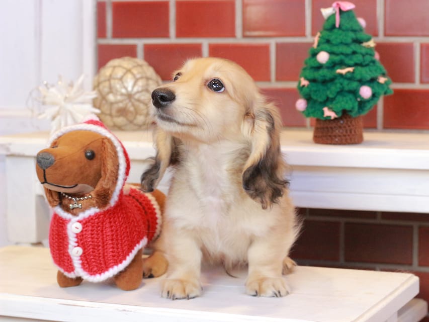 カニンヘンダックスフンド カメオ & ボノの子犬 イエロー 男の子Kaninchen_Dachshund_8092 カニンヘンダックスフンド カメオ & ボノの子犬 イエロー 男の子
