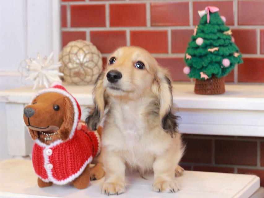 カニンヘンダックスフンド カメオ & ボノの子犬 イエロー 男の子Kaninchen_Dachshund_8096 カニンヘンダックスフンド カメオ & ボノの子犬 イエロー 男の子