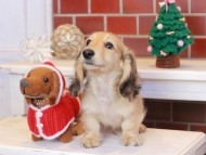 Kaninchen_Dachshund_8099