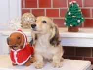 Kaninchen_Dachshund_8100 Kaninchen_Dachshund_8100