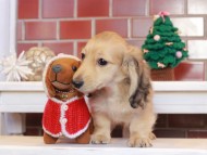 Kaninchen_Dachshund_8105