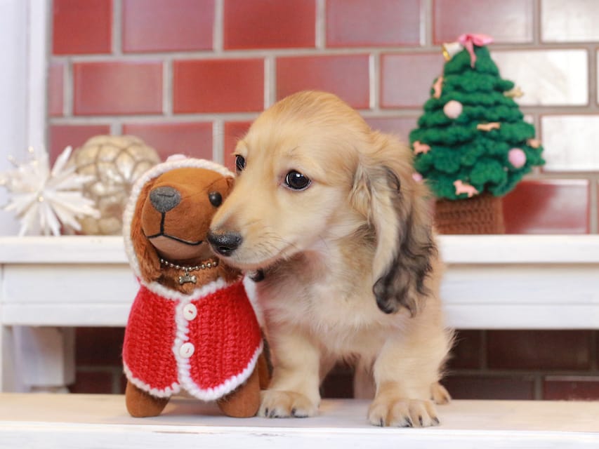 カニンヘンダックスフンド カメオ & ボノの子犬 イエロー 男の子Kaninchen_Dachshund_8105 カニンヘンダックスフンド カメオ & ボノの子犬 イエロー 男の子