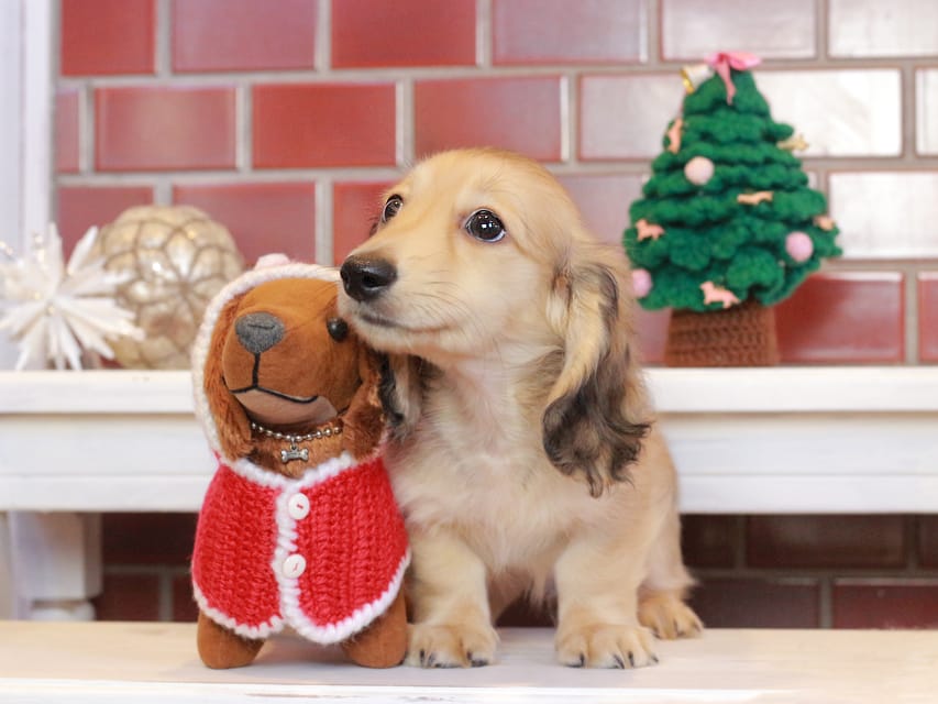 カニンヘンダックスフンド カメオ & ボノの子犬 イエロー 男の子Kaninchen_Dachshund_8114 カニンヘンダックスフンド カメオ & ボノの子犬 イエロー 男の子