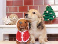 Kaninchen_Dachshund_8119