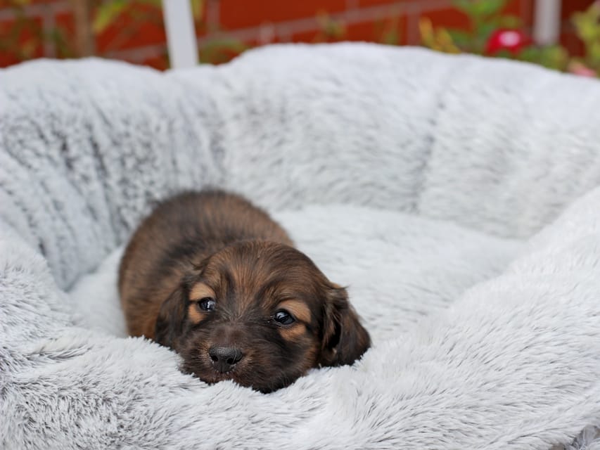 カニンヘンダックスフンド ローリー & ボノの子犬 レッド 男の子