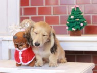 Kaninchen_Dachshund_8131