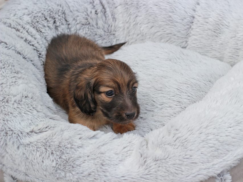 カニンヘンダックスフンド ローリー & ボノの子犬 レッド 男の子