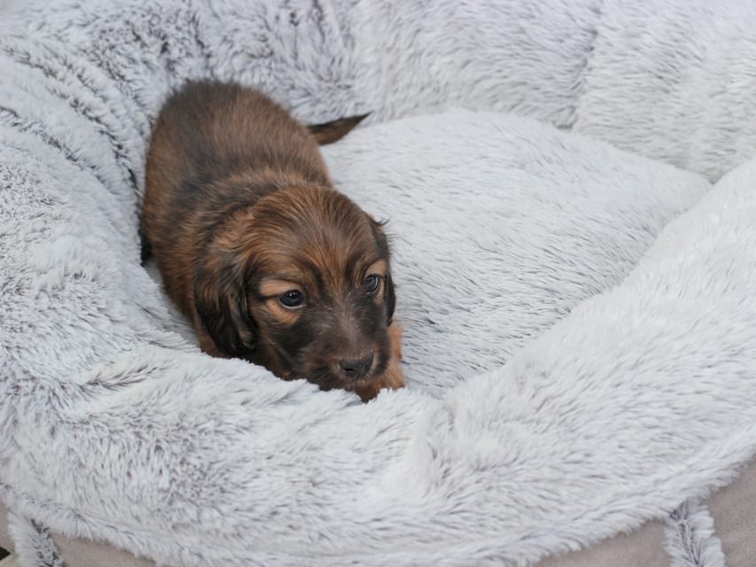 カニンヘンダックスフンド ローリー & ボノの子犬 レッド 男の子