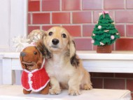 Kaninchen_Dachshund_8139