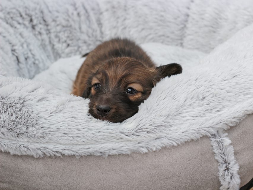 カニンヘンダックスフンド ローリー & ボノの子犬 レッド 男の子