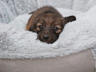 Kaninchen_Dachshund_8154