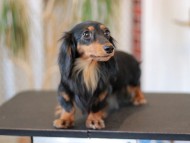 Kaninchen_Dachshund_8157