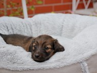 Kaninchen_Dachshund_8164