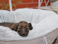 Kaninchen_Dachshund_8167