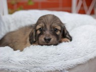 Kaninchen_Dachshund_8192 Kaninchen_Dachshund_8192