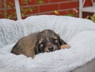 Kaninchen_Dachshund_8217 Kaninchen_Dachshund_8217