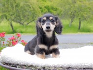 Kaninchen_Dachshund_8218