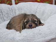 Kaninchen_Dachshund_8220 Kaninchen_Dachshund_8220