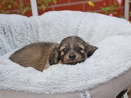 Kaninchen_Dachshund_8223 Kaninchen_Dachshund_8223