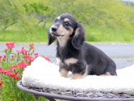 Kaninchen_Dachshund_8226