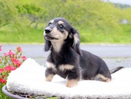 Kaninchen_Dachshund_8237