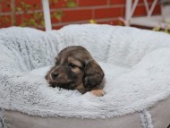 Kaninchen_Dachshund_8242 Kaninchen_Dachshund_8242