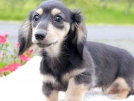Kaninchen_Dachshund_8244