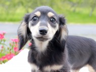 Kaninchen_Dachshund_8245