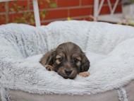 Kaninchen_Dachshund_8248 Kaninchen_Dachshund_8248