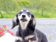 Kaninchen_Dachshund_8253