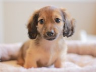 Kaninchen_Dachshund_8253