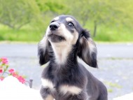 Kaninchen_Dachshund_8254