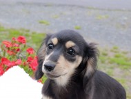 Kaninchen_Dachshund_8256