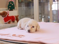 おんぷ ＆ スルガの子犬 ペールイエロー 男の子 カニンヘンダックスフンド