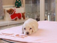 Kaninchen_Dachshund_8266