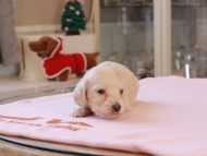 Kaninchen_Dachshund_8267