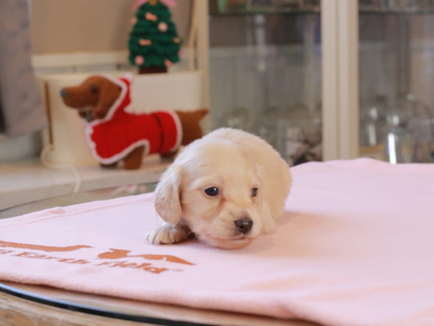 カニンヘンダックスフンド おんぷ ＆ スルガの子犬 ペールイエロー 男の子