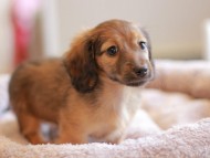 Kaninchen_Dachshund_8268