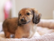 Kaninchen_Dachshund_8270