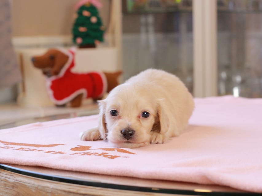 カニンヘンダックスフンド おんぷ ＆ スルガの子犬 ペールイエロー 男の子