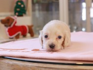 Kaninchen_Dachshund_8276